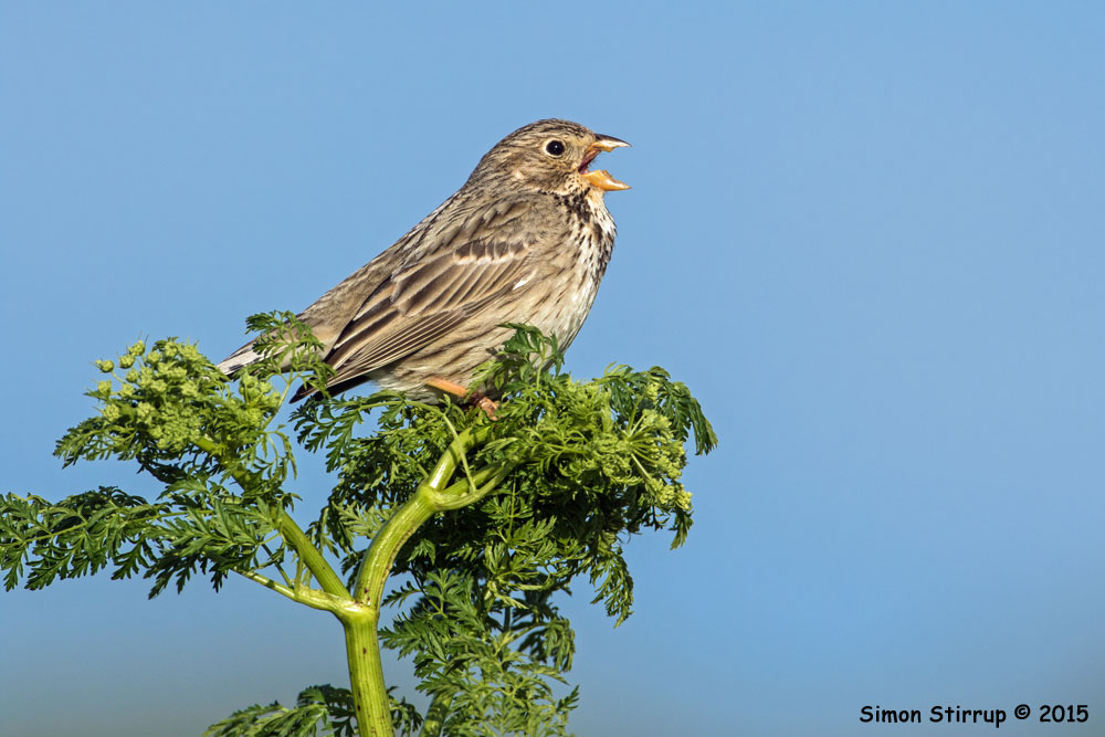 Singing Corn Bunting