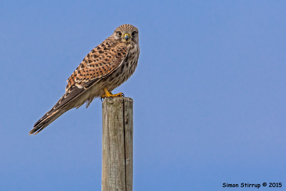 Kestrel