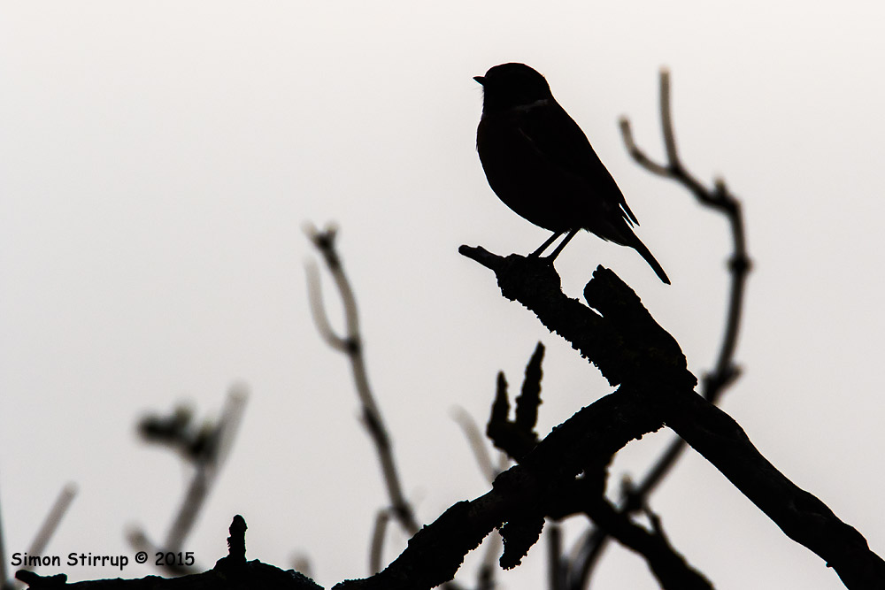 Stonechat