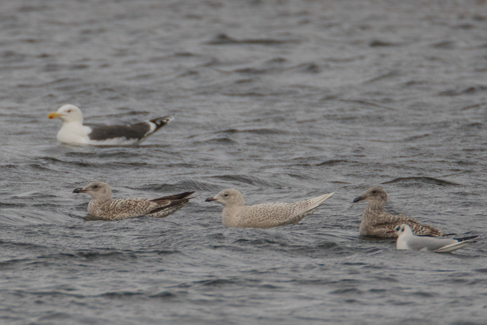 Iceland Gull