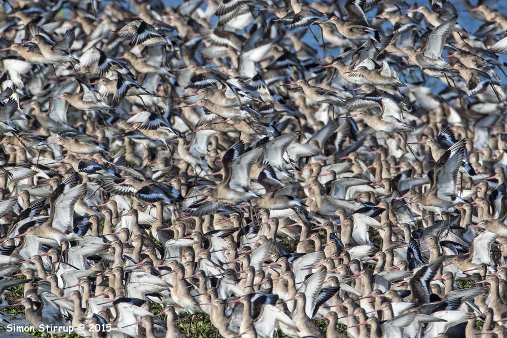 Black-tailed Godwits
