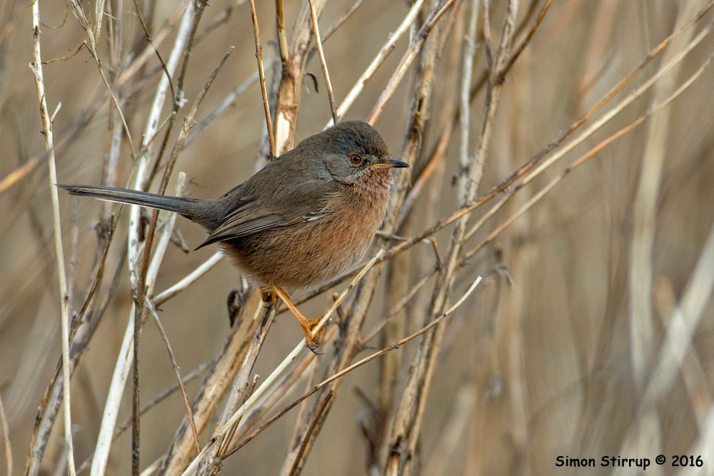 Dartford Warbler