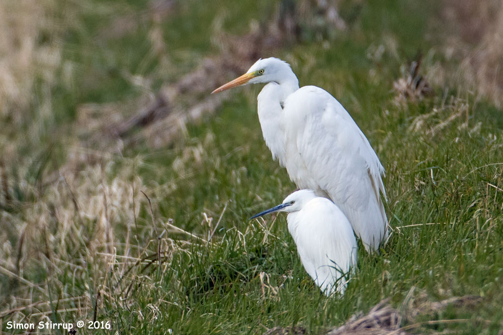 Great White Egret