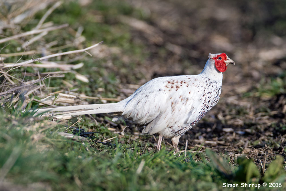 Male Pheasant