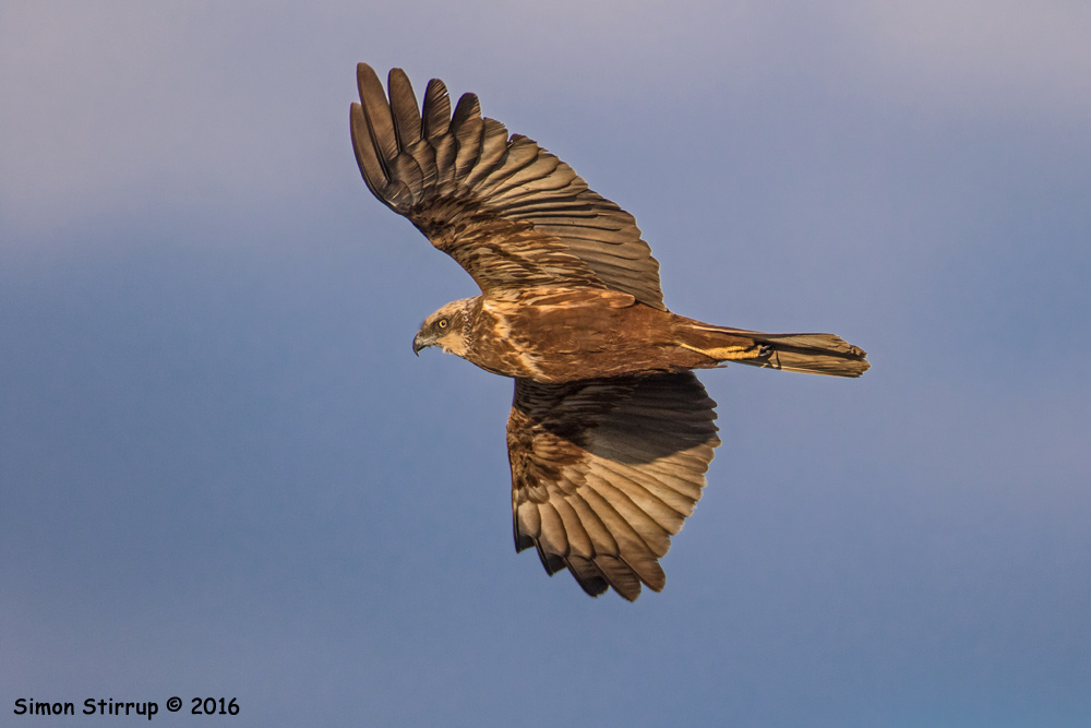 Female Marsh Harrier