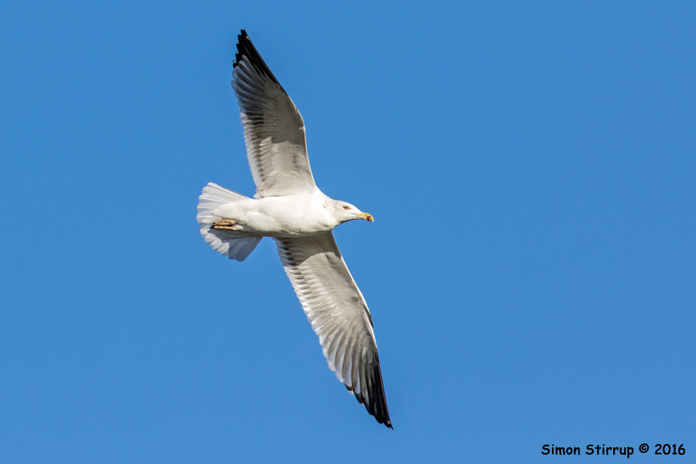 Lesser Black-backed Gull
