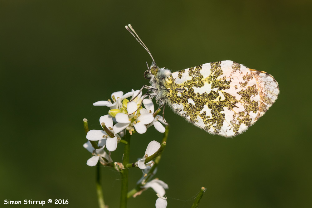 Orange Tip