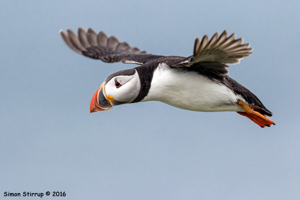 Puffin