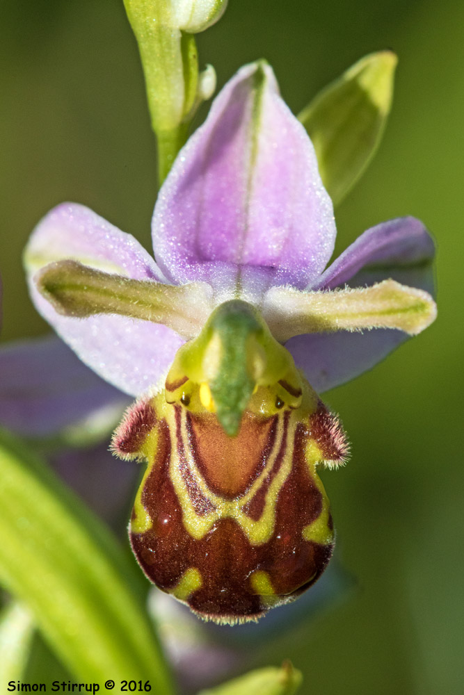 Bee Orchid