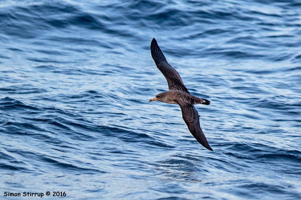 Cory's Shearwater