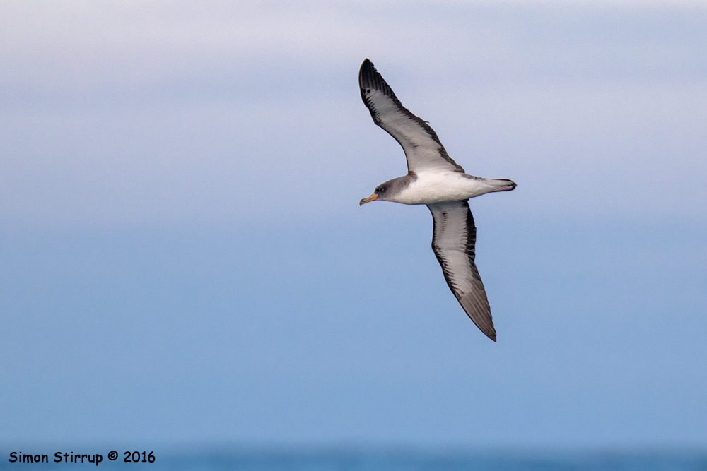 Cory's Shearwater