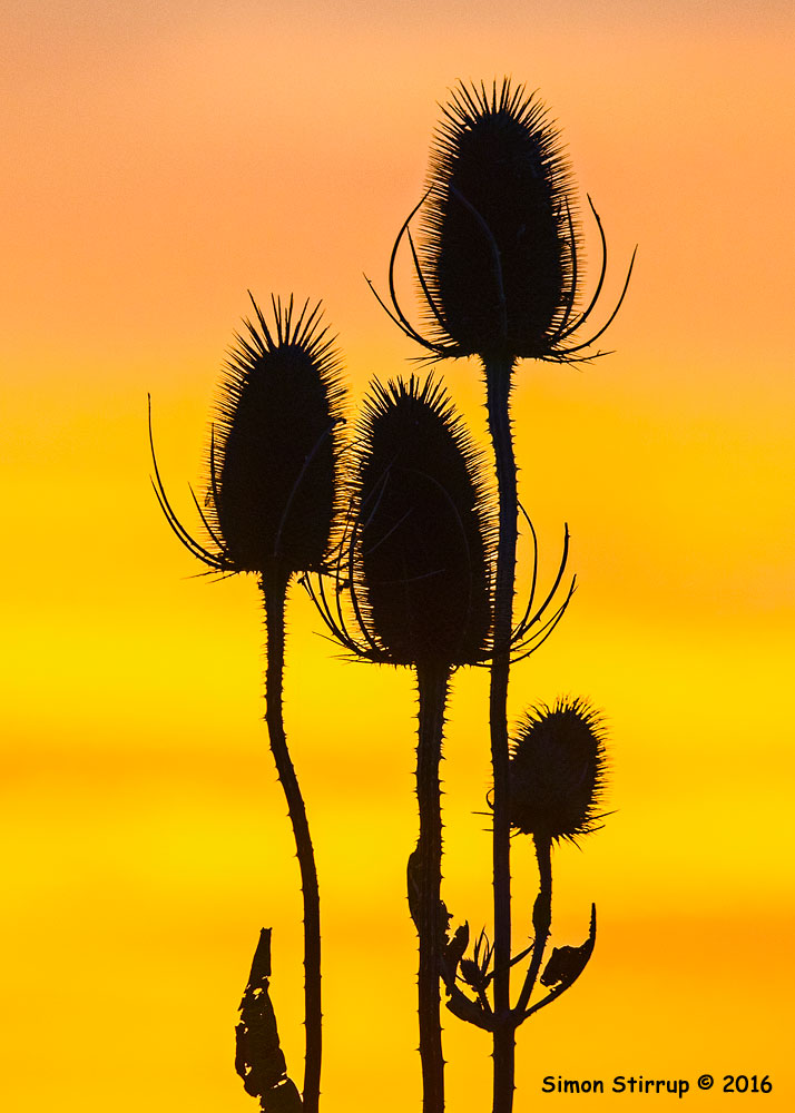 Common Teasel