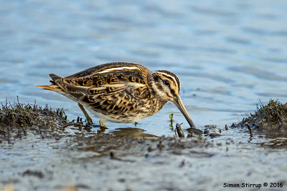 Jack Snipe