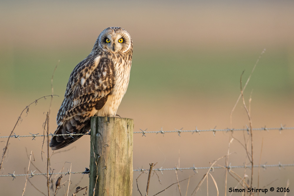 Short-eared Owl