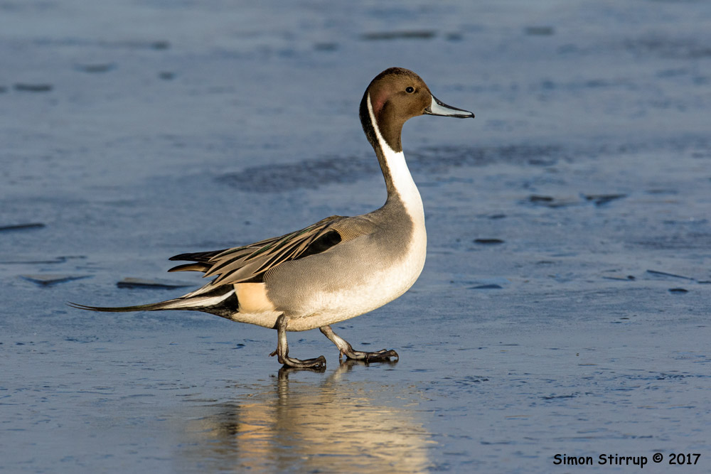 Male Pintail