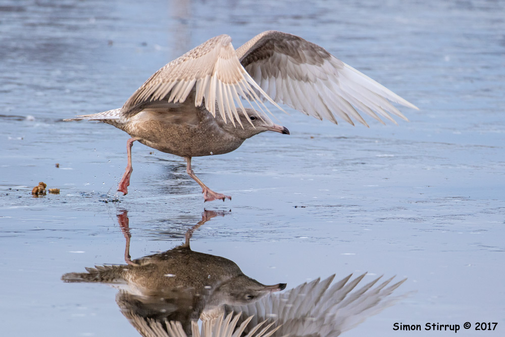Glaucous Gull