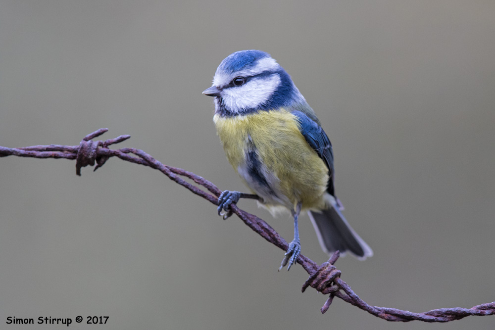 Blue Tit