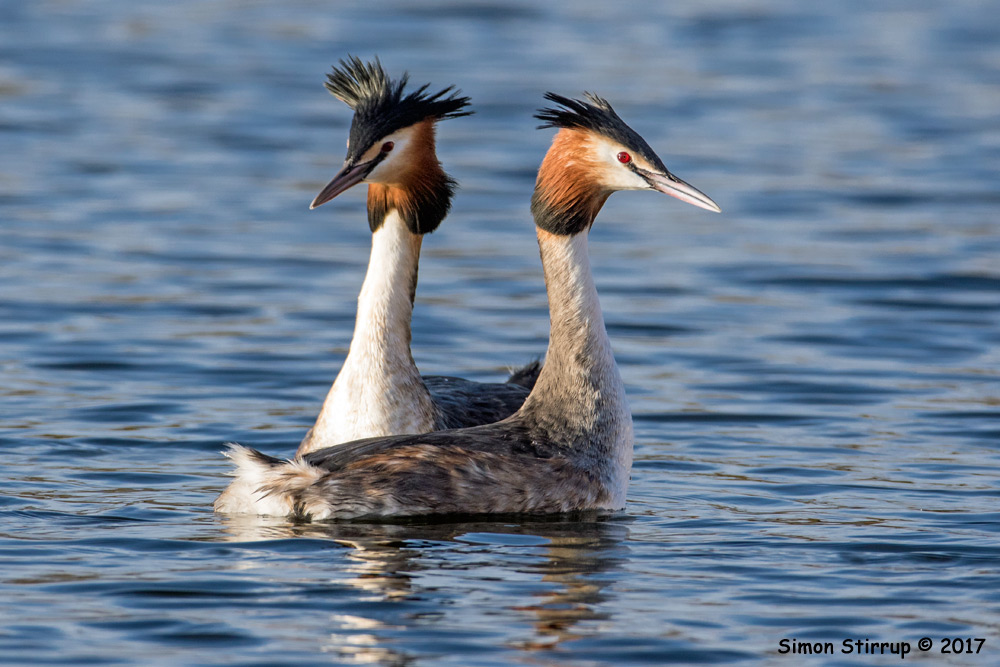 Great Crested Grebes