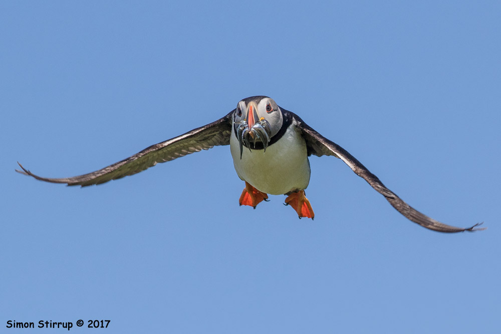 Puffin
