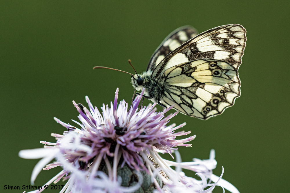Marbled White