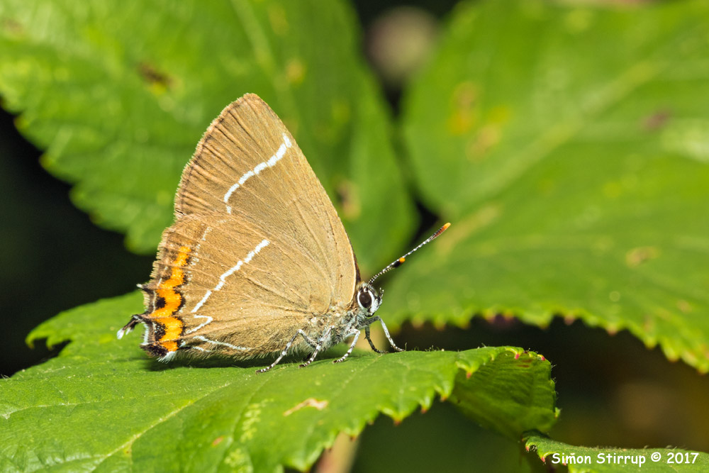 White-letter Hairstreak