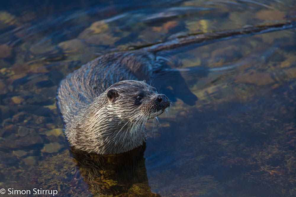 Male Otter