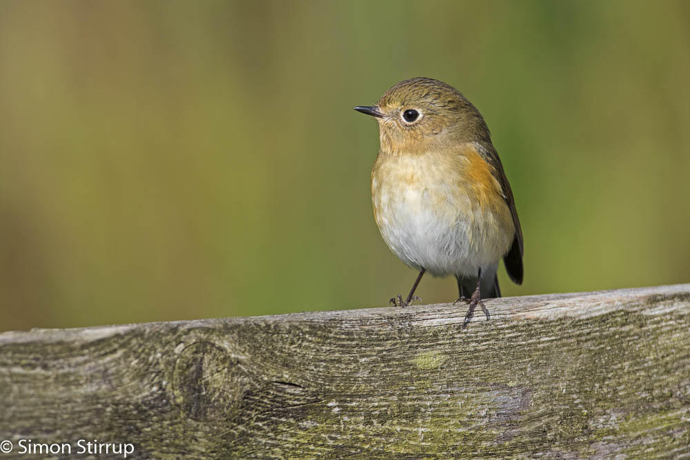 Red-flanked Bluetail