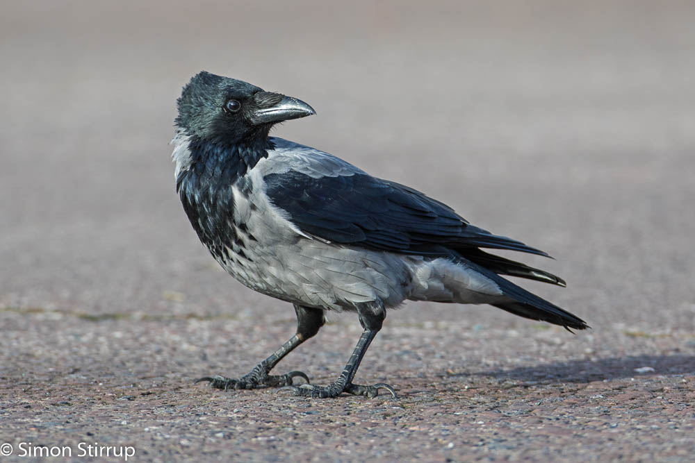 Hooded Crow