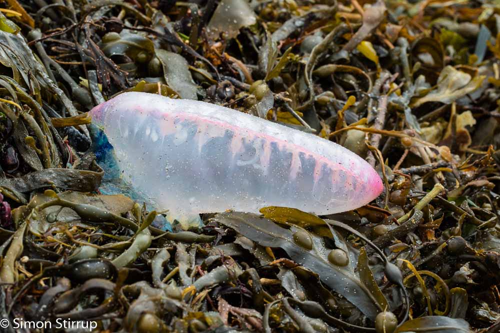 Portuguese Man O War