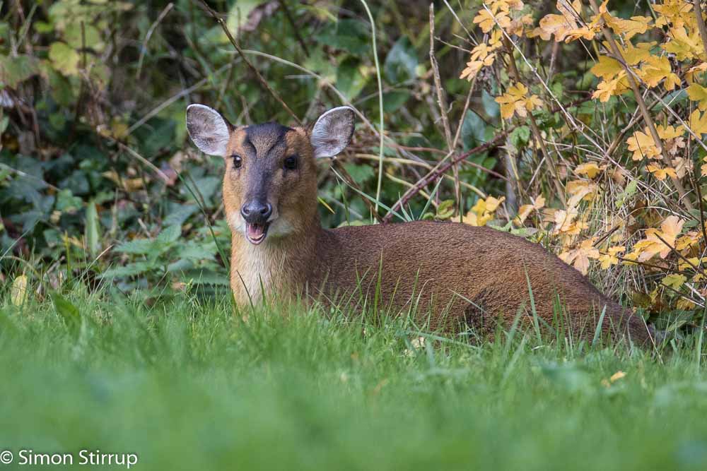 Muntjac