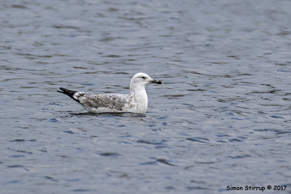 Caspian Gull 2CY
