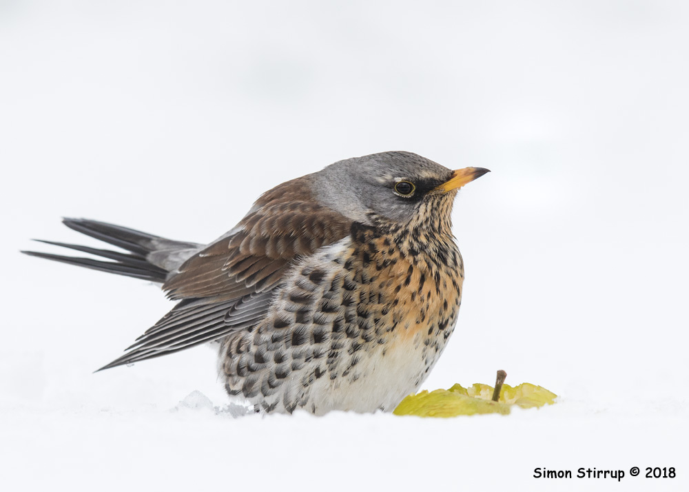 Fieldfare
