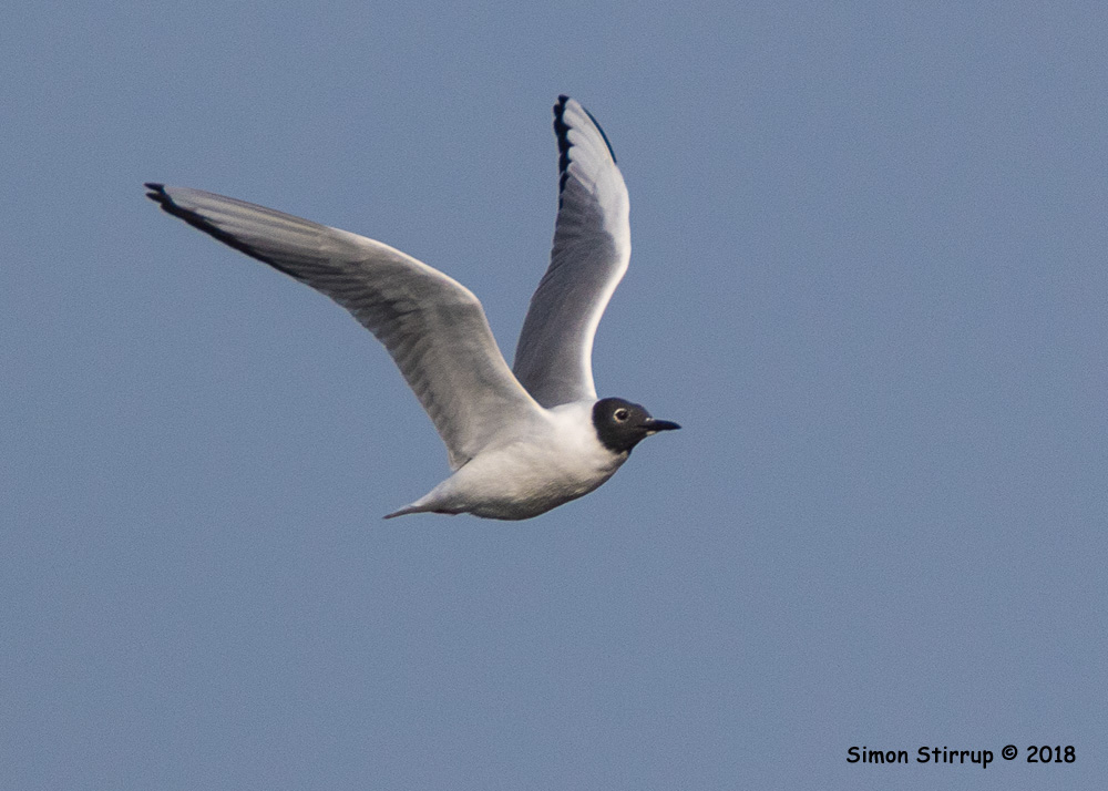 Bonaparte's Gull