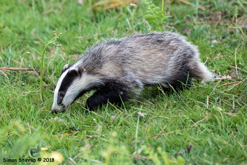 Badger