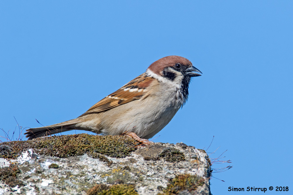 Tree Sparrow