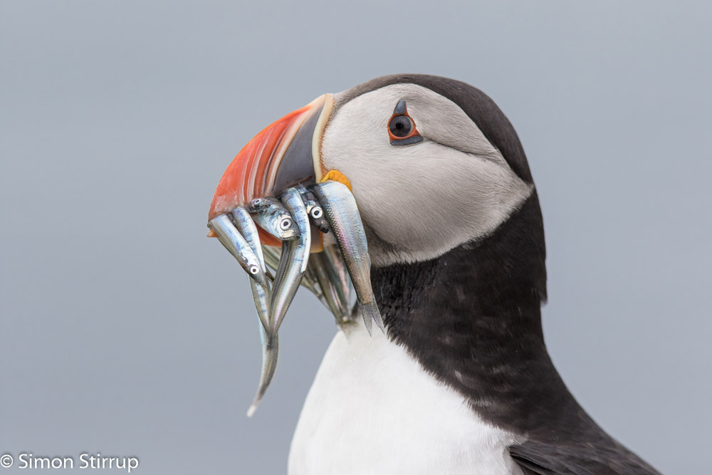 Puffin