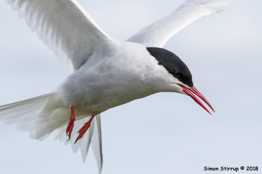 Arctic Tern