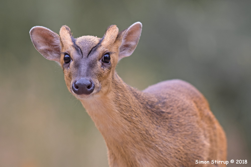 Muntjac