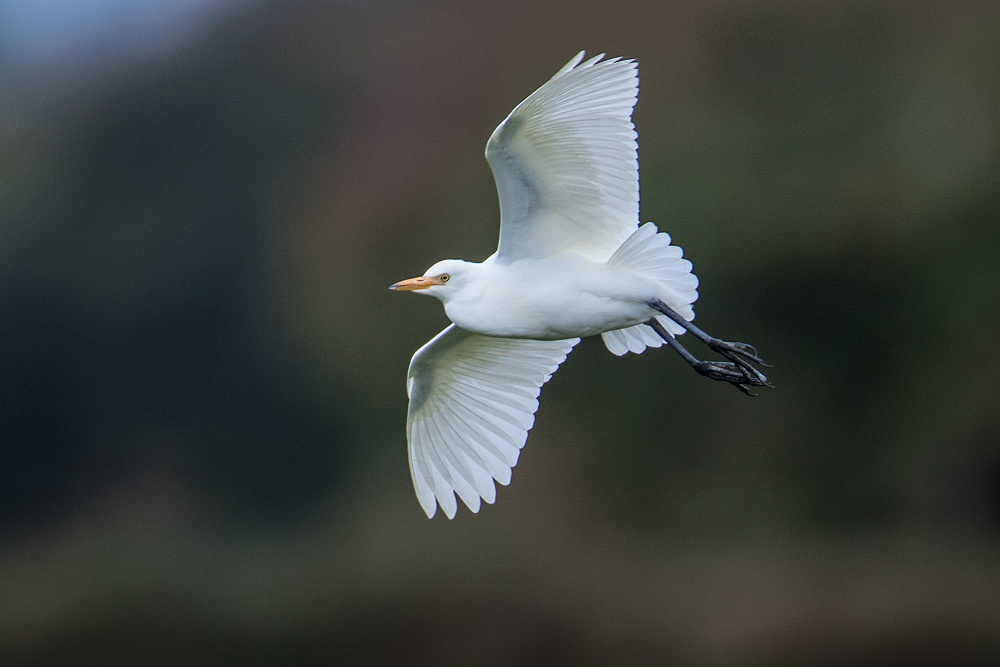Cattle Egret
