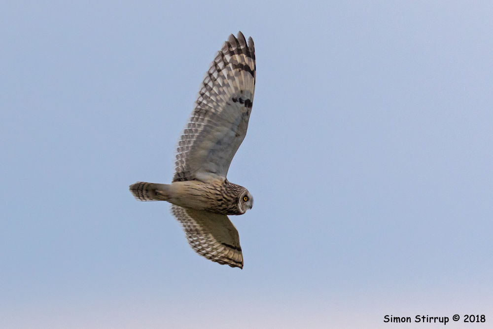 Short-eared Owl