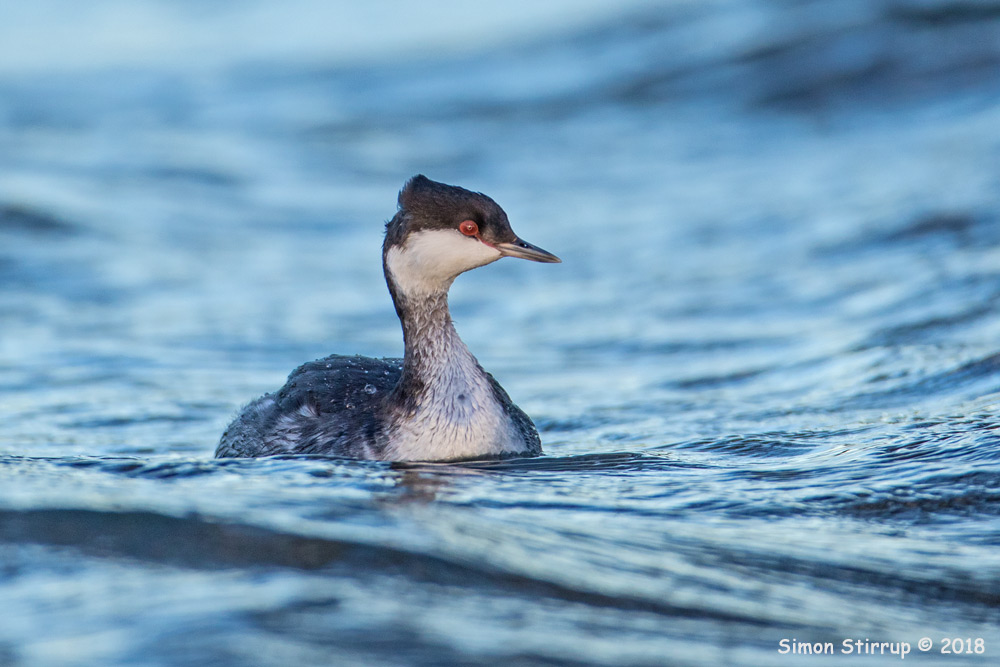 Slavonian Grebe