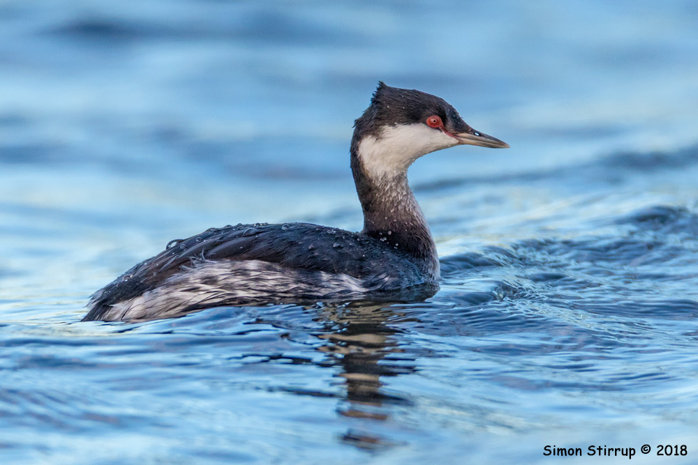 Slavonian Grebe