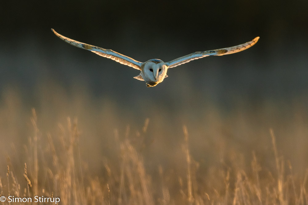 Barn Owl