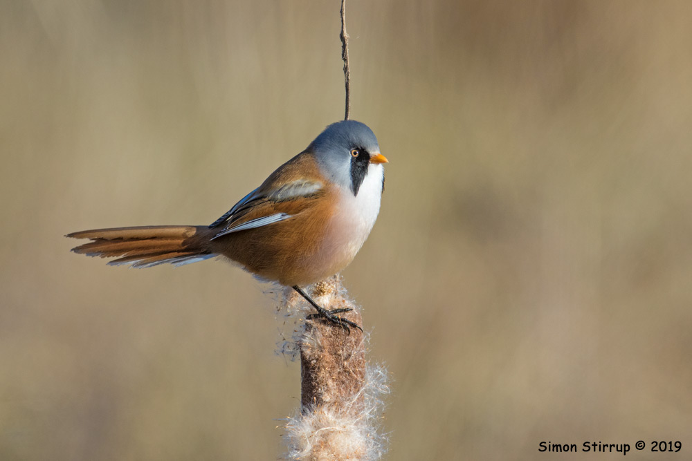Bearded Tit