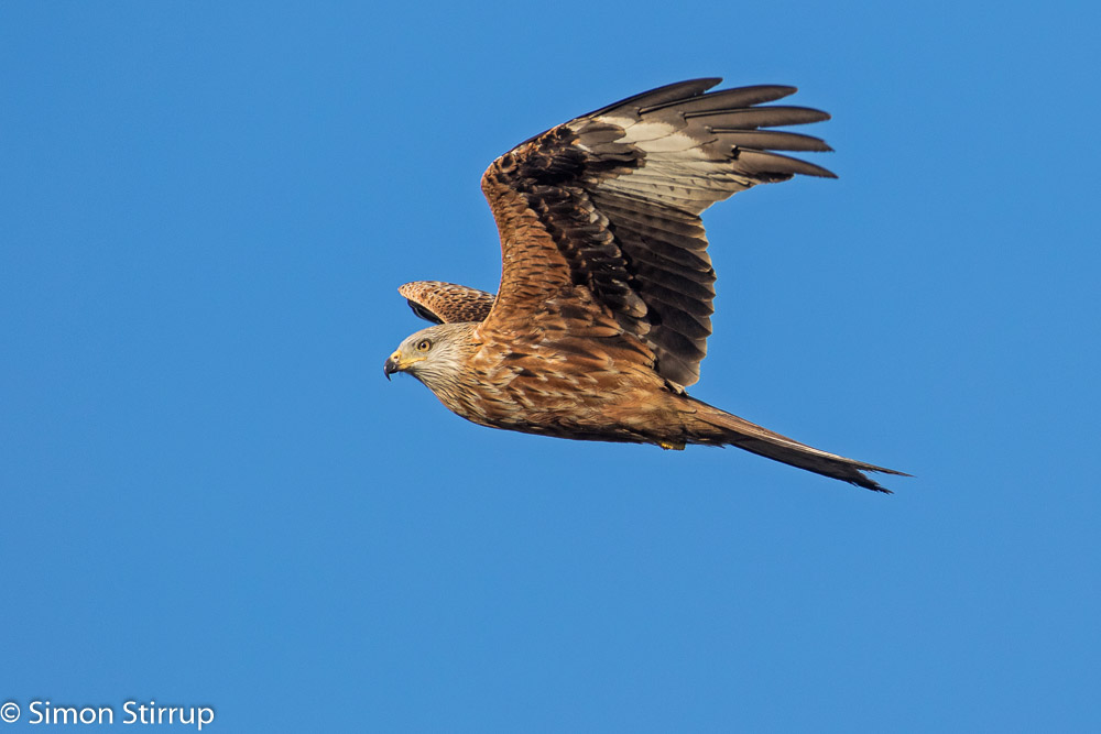 Red Kite