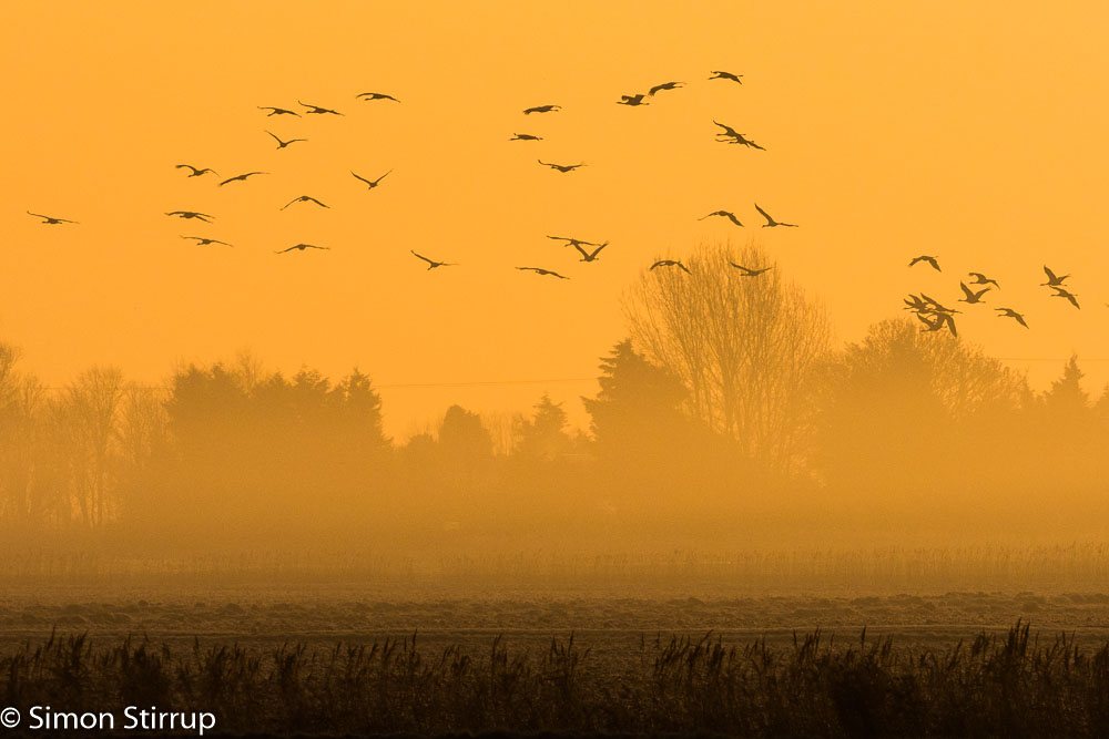 Common Cranes
