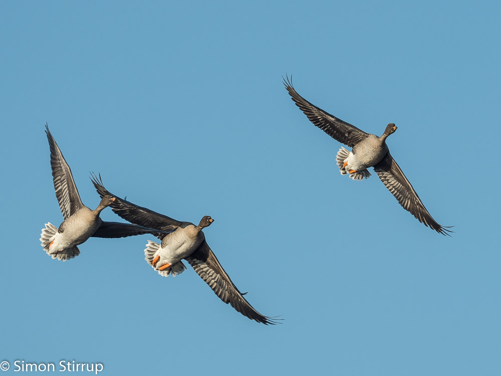 Tundra Bean Geese