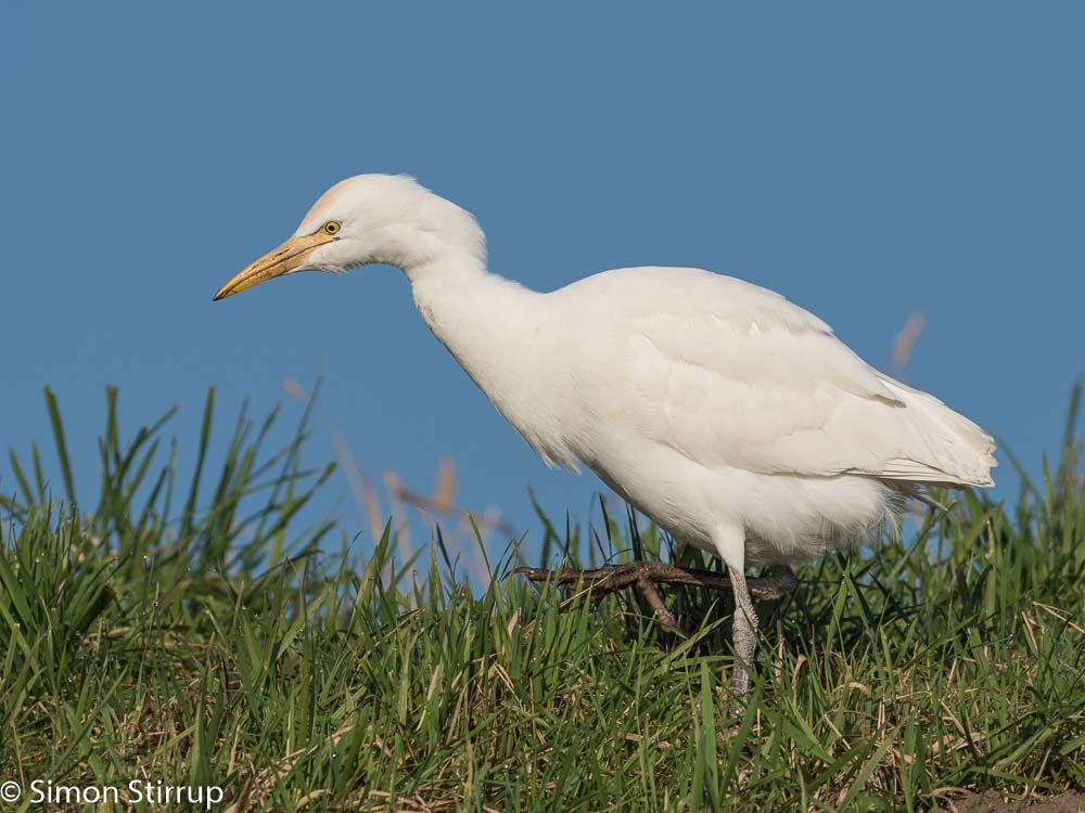 Cattle Egret