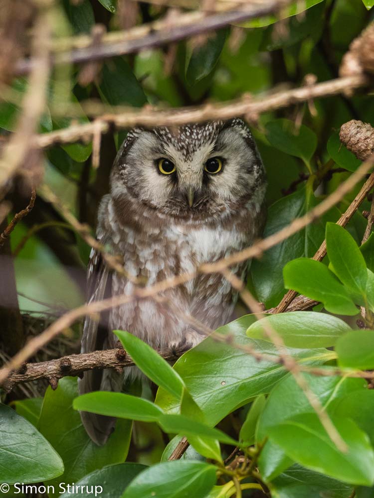 Tengmalm's Owl
