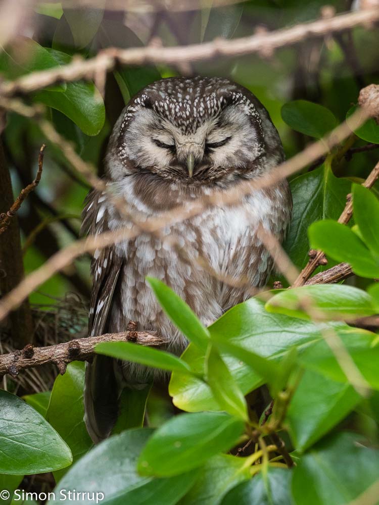 Tengmalm's Owl